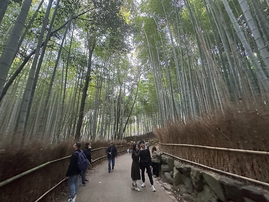 View of the Arashiyama Bamboo Grove