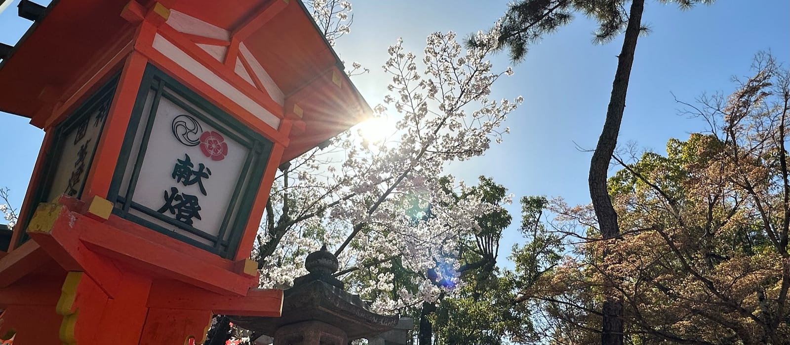 Fulfilling My Sakura Dreams: A Candid Japan Travel Guide