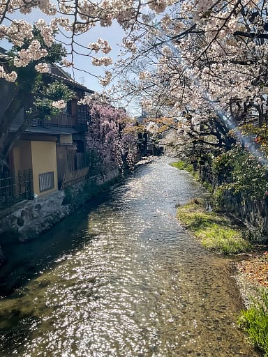 View of a river surrounded by cherry blossoms