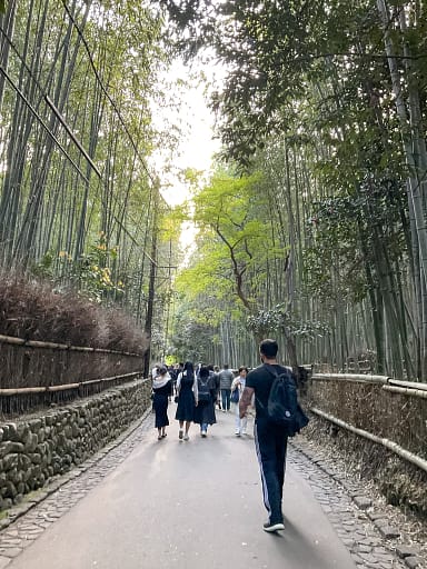 Another view of the View of the Arashiyama Bamboo Grove