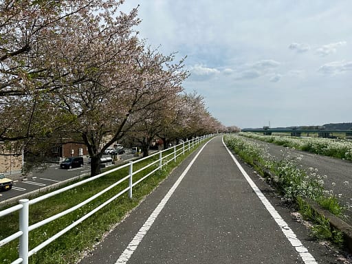 View of Cherry Blossoms and a walkway at Cherry Blossom lane